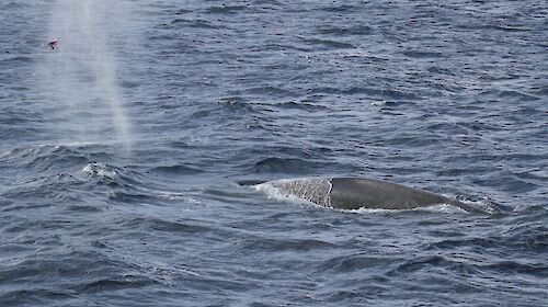 a drone photographs a blue whale