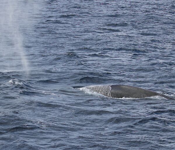 a drone photographs a blue whale