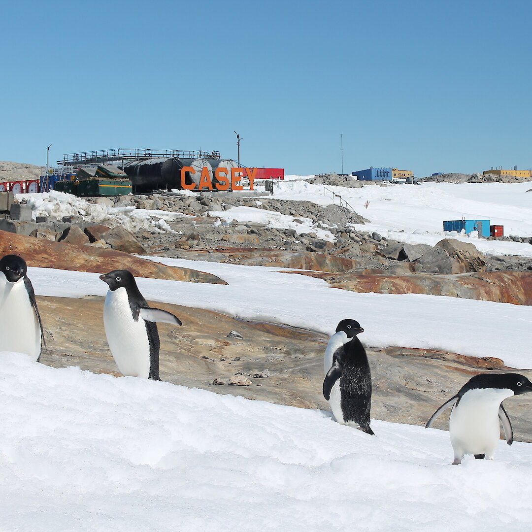 Icefree areas are hot property in Antarctica — Australian Antarctic