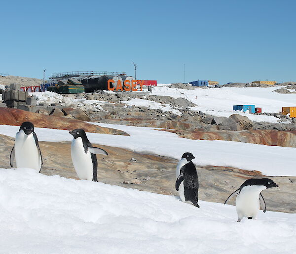 Four Adélie penguins near the Casey station sign.