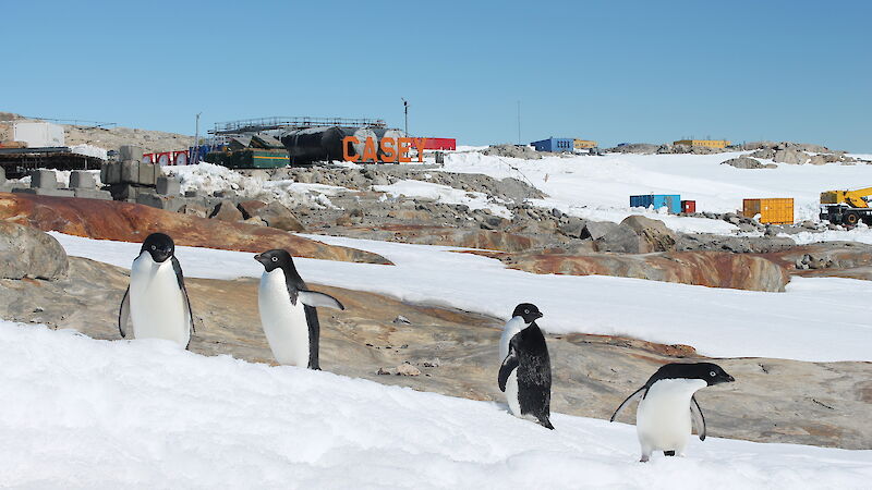 Four Adélie penguins near the Casey station sign.