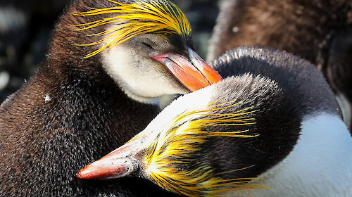 Royal penguins at Macquarie Island