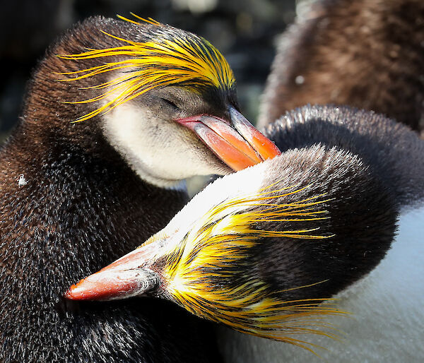 Royal penguins at Macquarie Island