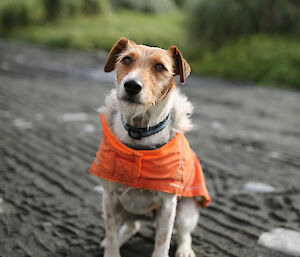 a dog wearing a vest on Macquarie Island