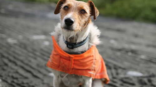 a dog wearing a vest on Macquarie Island