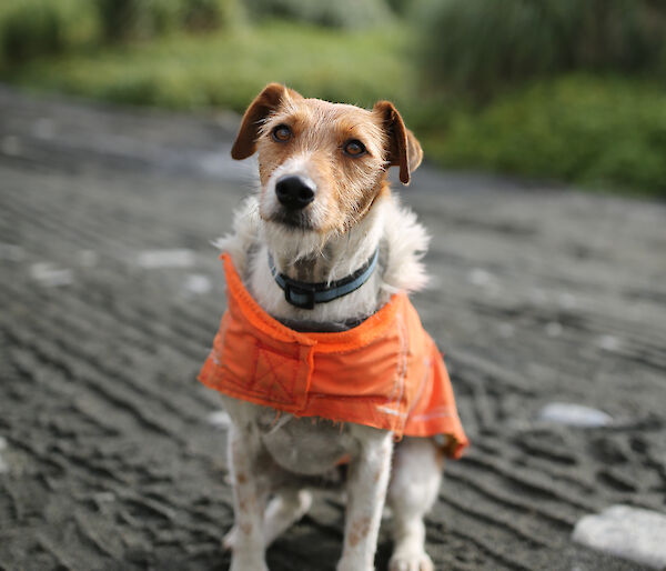 a dog wearing a vest on Macquarie Island
