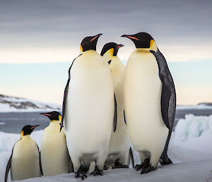 A group of emperor penguins standing on the ice