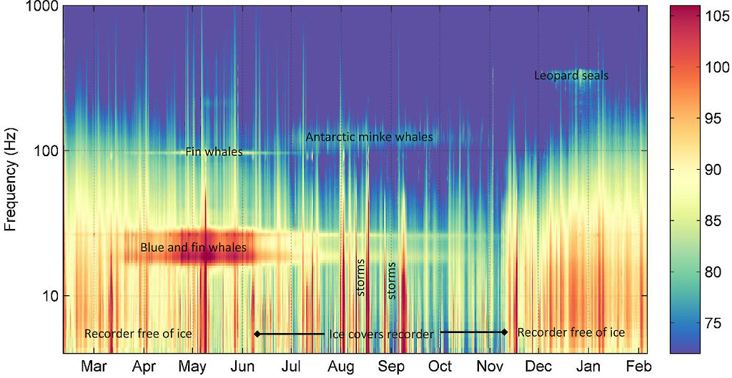 Sound science enhances whale conservation — Australian Antarctic