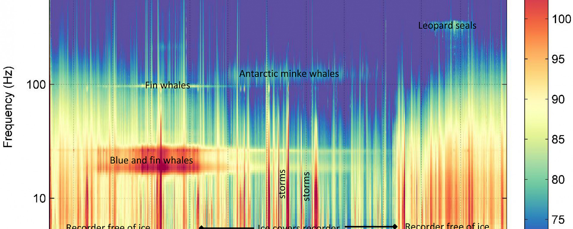 Graphic of sounds showing whale and seal calls.