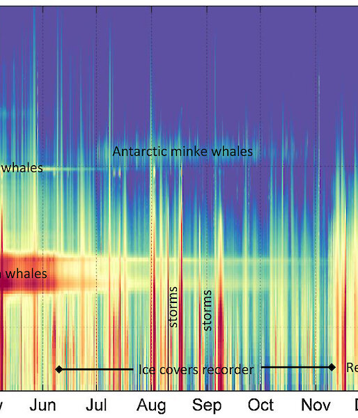 Graphic of sounds showing whale and seal calls.
