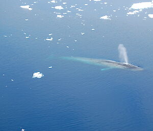 Antarctic blue whale surfacing and surrounded by bergy bits