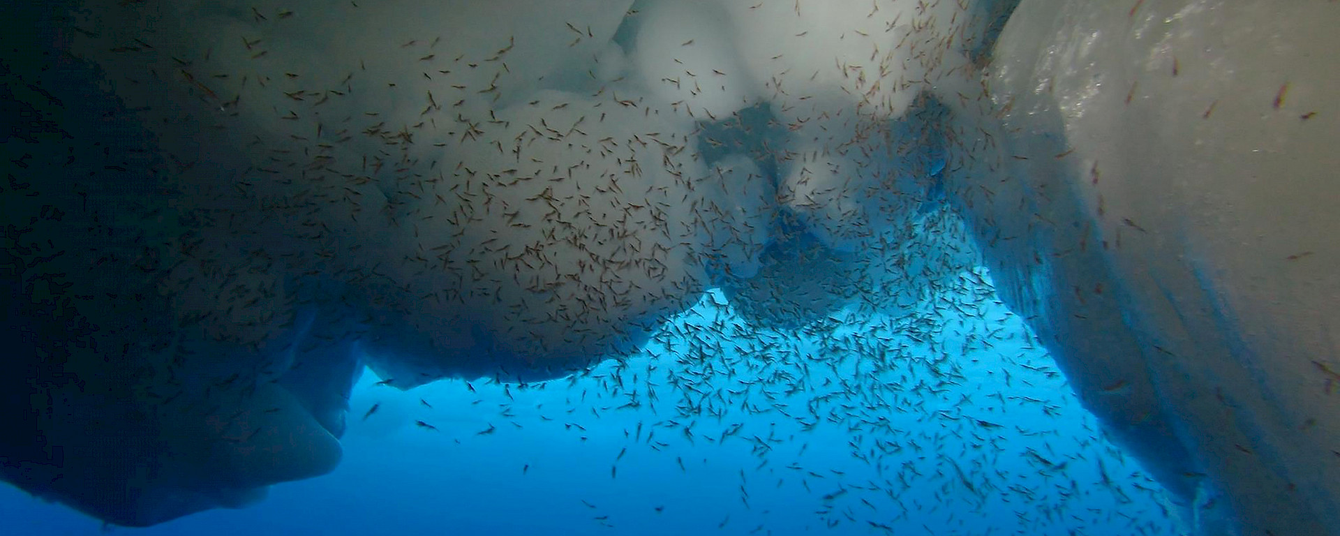 Antarctic krill filter-feeding phytoplankton during autumn in the Southern Ocean