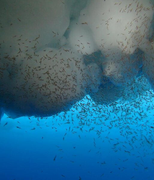 Antarctic krill filter-feeding phytoplankton during autumn in the Southern Ocean