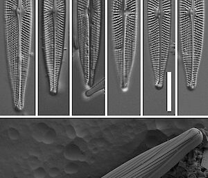 Light microscope and scanning electron microscope images of the canoe-shaped diatom.