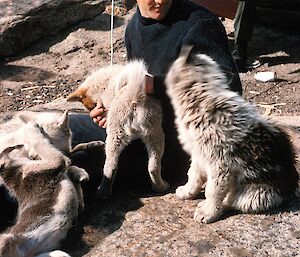 man with huskies