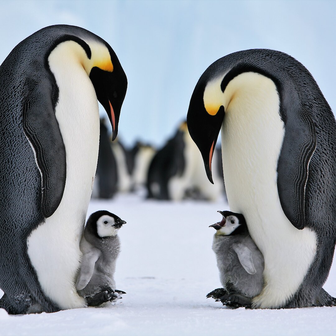 Emperor penguins vulnerable to sea ice changes this 