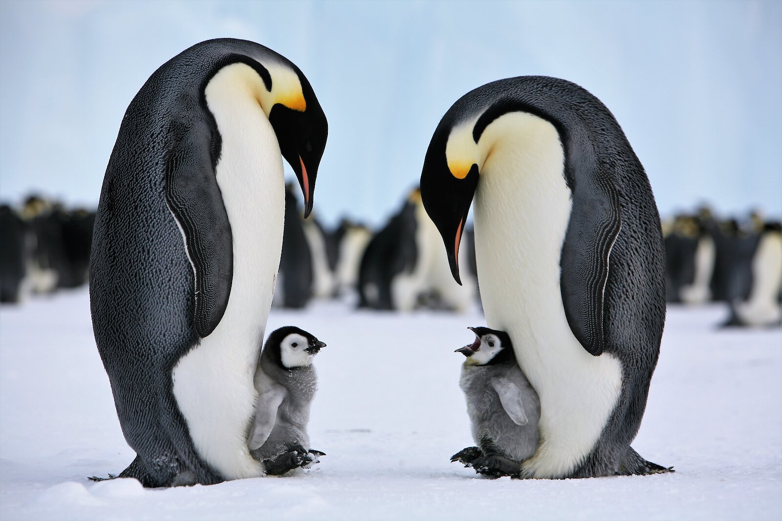 Emperor penguins vulnerable to sea ice changes this century