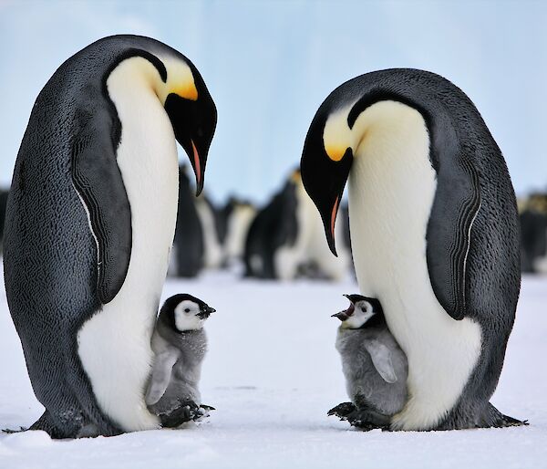 Emperor penguin chicks and parents