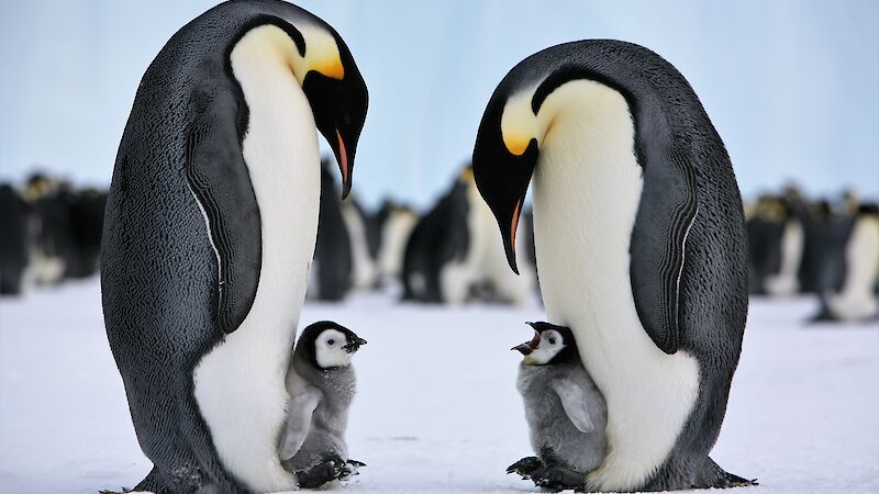 Emperor penguin chicks and parents