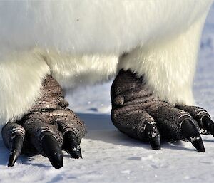 Emperor penguin feet on ice