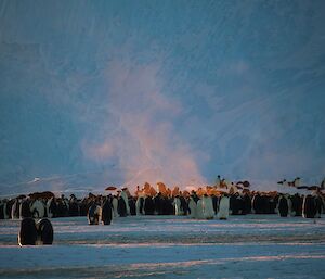 Huddle of penguins with steam rising