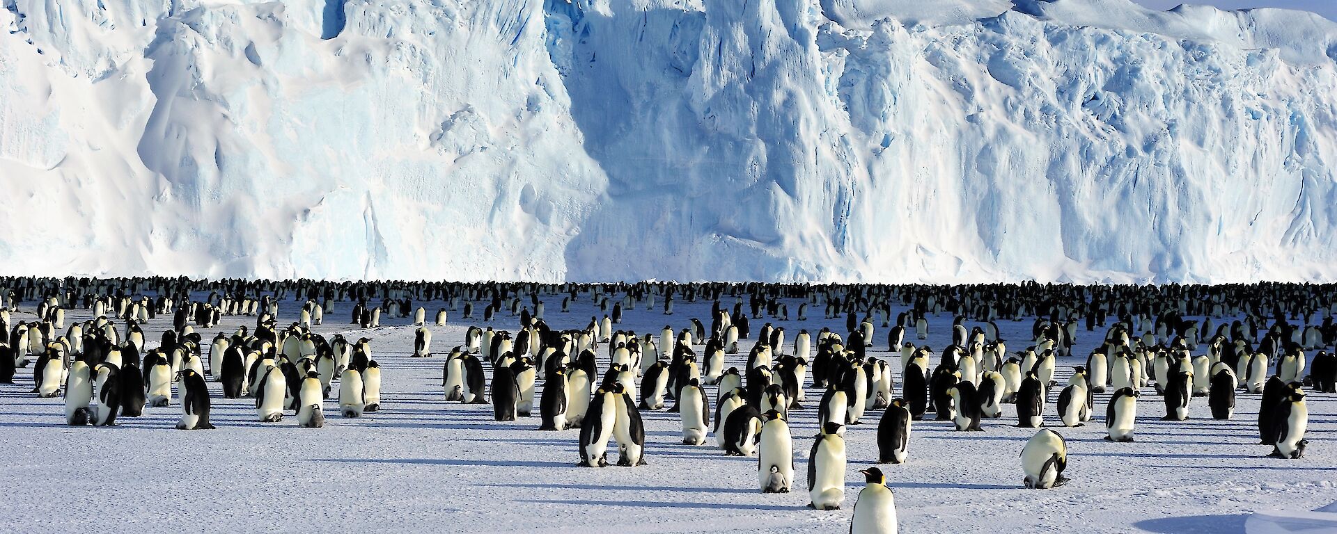 Emperor penguins and chicks at rookery