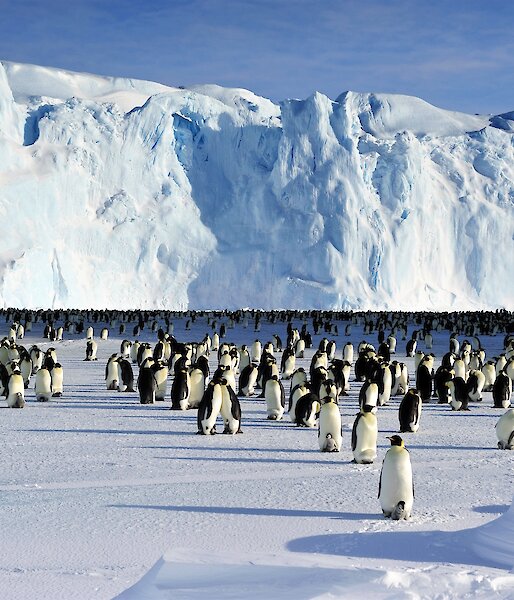 Emperor penguins and chicks at rookery