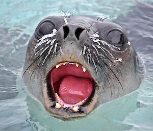 Head shot of a seal pops its head out of water with icy whiskers
