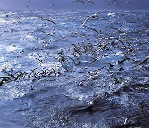 flock of black-browed albatross in ocean