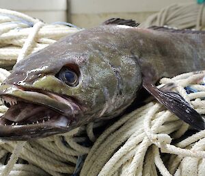 patagonian toothfish