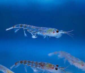 Antarctic krill