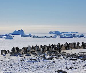 penguin colony