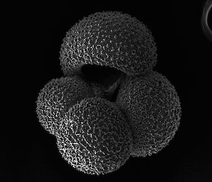 A scanning electron micrograph of a foraminifera.