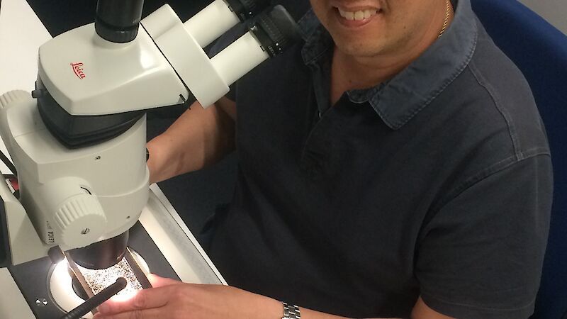 Australian Antarctic Division palaeoclimate scientist Dr Andrew Moy examines planktonic and benthic foraminifera shells extracted from ocean sediments