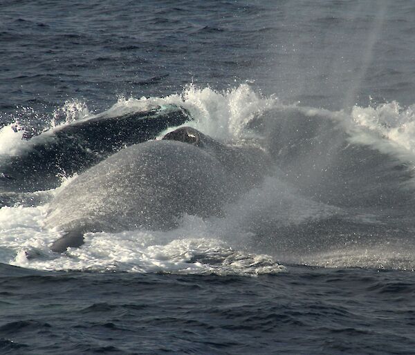 Two blue whales surfacing in the Southern Ocean.