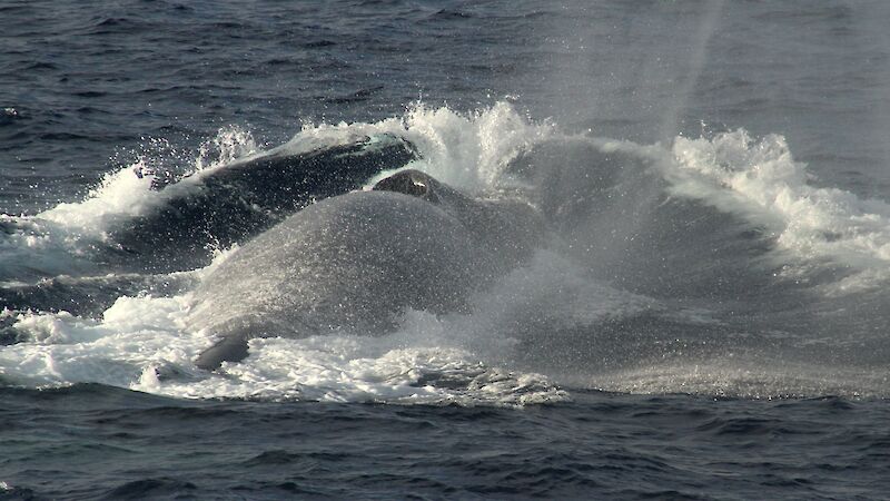 Two blue whales surfacing in the Southern Ocean.