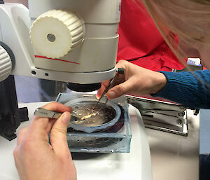 Leonie with a krill in a petri dish under the microscope.