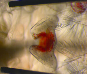 A female krill sexual structure.