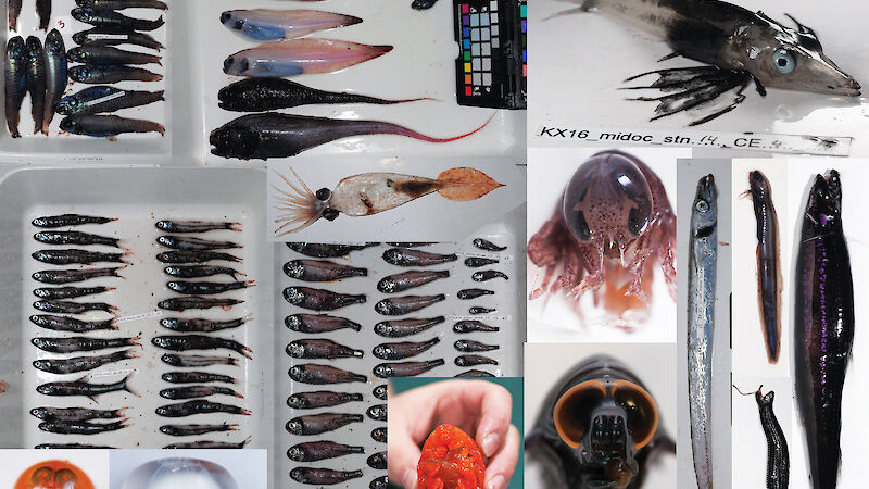 A collection of fish and other mesopelagic creatures on trays.