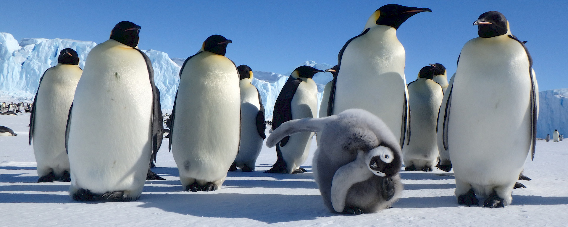 Emperor penguin colony at Auster Rookery near Australia’s Mawson research station.