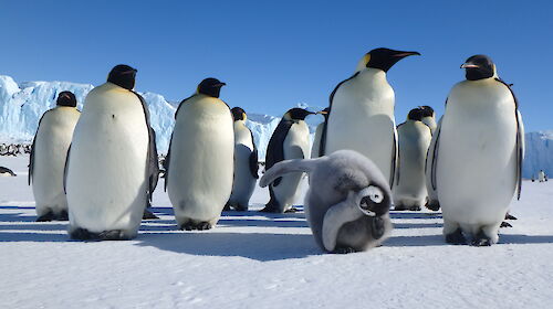 Emperor penguin colony at Auster Rookery near Australia’s Mawson research station.