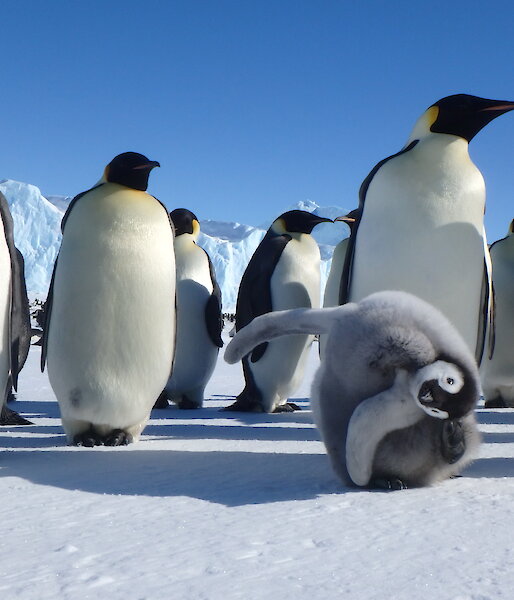 Emperor penguin colony at Auster Rookery near Australia’s Mawson research station.