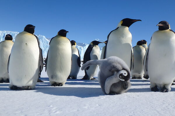 Emperor penguin colony at Auster Rookery near Australia’s Mawson research station.