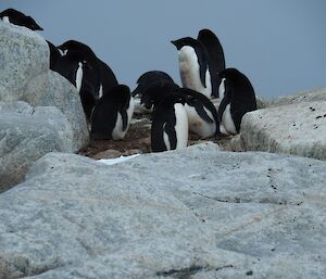 A waddle of penguins on Shirley Island