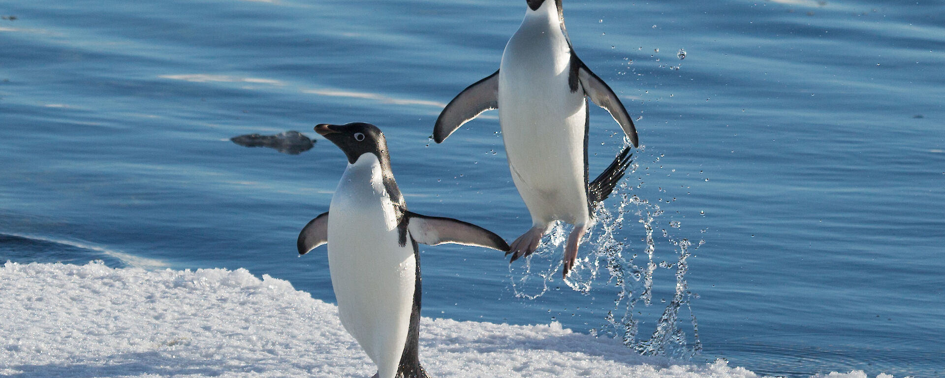 Two Adélie Penguins leaping out of the water onto the ice