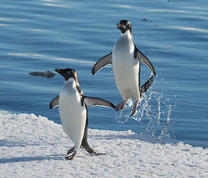 Two Adélie Penguins leaping out of the water onto the ice