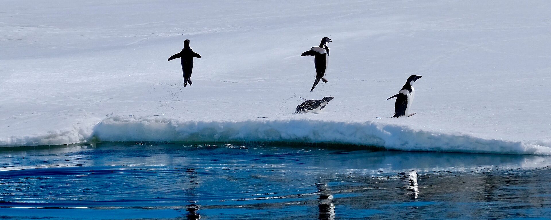 Three Adélie Penguins jumping out of the water