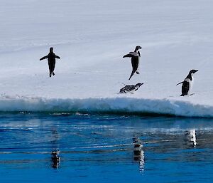 Three Adélie Penguins jumping out of the water