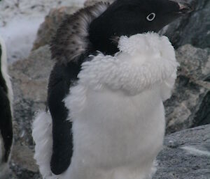 An Adélie Penguin moulting standing on a rock