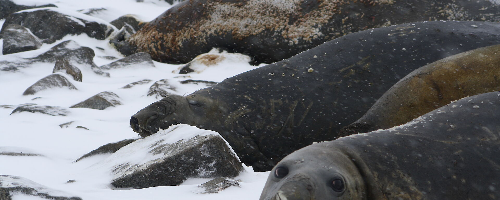 Elphant Seals in the rock and snow with one looking directly at the camera